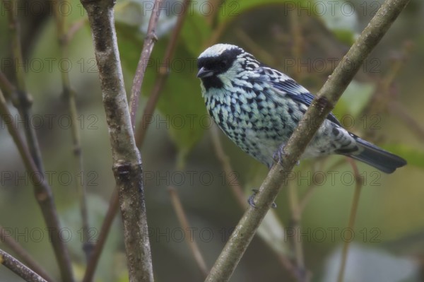 Beryl-spangled Tanager (Tangara nigroviridis), Abra Patricia Protected Area, Peru