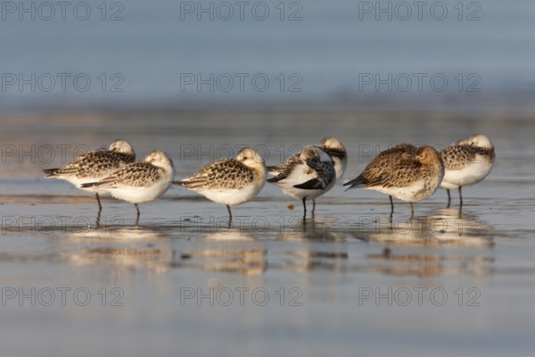 Sanderling (Calidris alba), Schleswig-Holstein, Germany