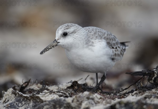 Sanderling (Calidris alba) foraging, Schleswig-Holstein, Germany
