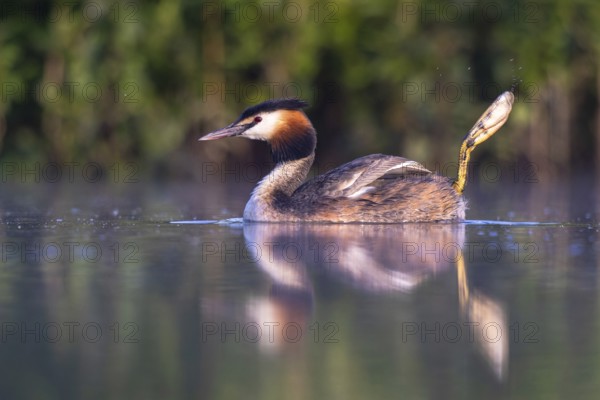 Great Crested Grebe (Podiceps cristatus), North Rhine-Westphalia, Germany