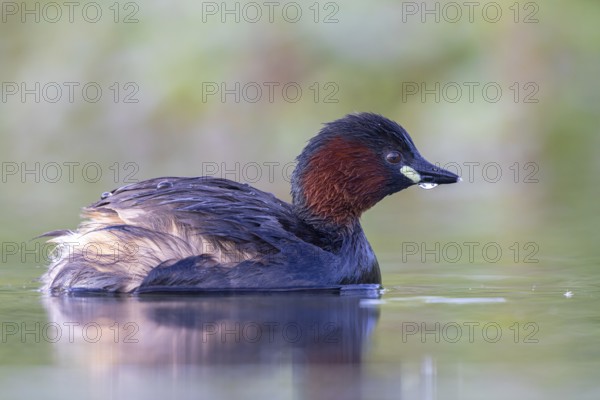 Little Grebe (Tachybaptus ruficollis), North Rhine-Westphalia, Germany