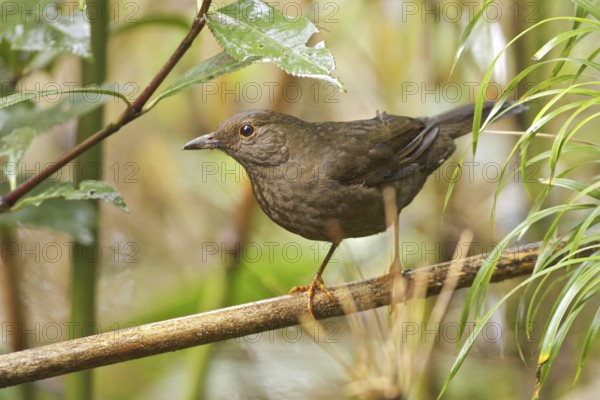 Glossy-black Thrush (Turdus serranus), Ecuador