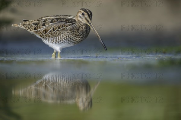 Common Snipe (Gallinago gallinago), Thuringia, Germany