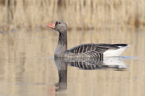 Greylag goose (Anser anser), swimming, North Rhine-Westphalia, Germany