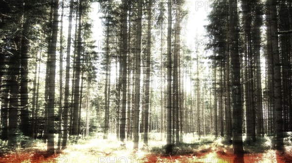 Sunlight filters through the dense canopy of towering trees in a forest, casting warm hues on the forest floor. A serene atmosphere invites exploration and reflection in nature's beauty