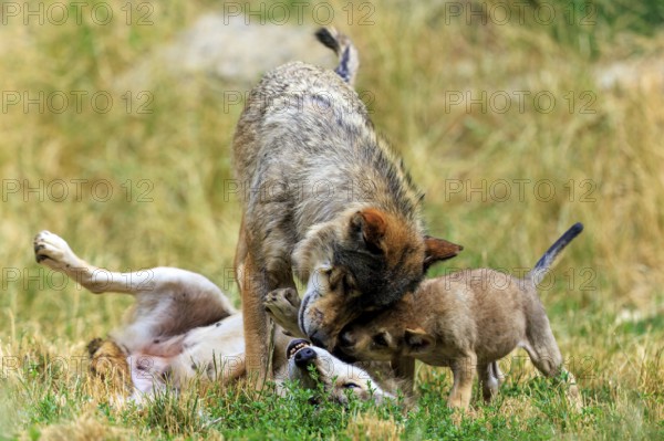 Adult wolf showing affection to a playing puppy in a meadow, Timberwolf, wolf, American wolf, (Canis lupus lycaon), puppy, Germany