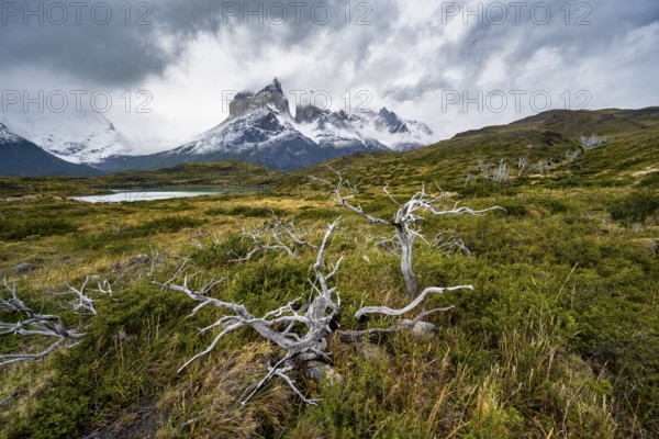 Dead bare trees, cloudy mountain range Cuernos del Paine, Torres del Paine National Park, Chile