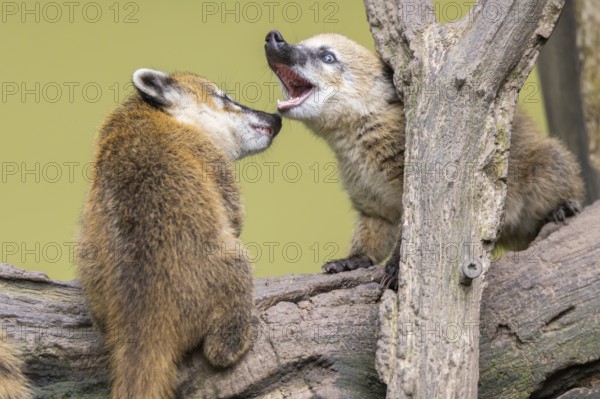 South American coati (Nasua nasua) youngsters on an old tree trunk, captive, Zoo Augsburg