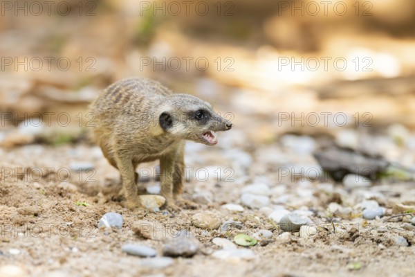 Meerkat (Suricata suricatta) standing in the sand, captive, Zoo Augsburg, Bavaria, Germany