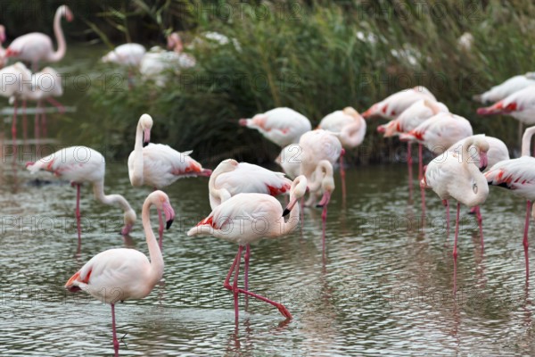 Pink flamingos (Phoenicopterus roseus), standing in the water, Pont de Gau bird park, Camargue, France