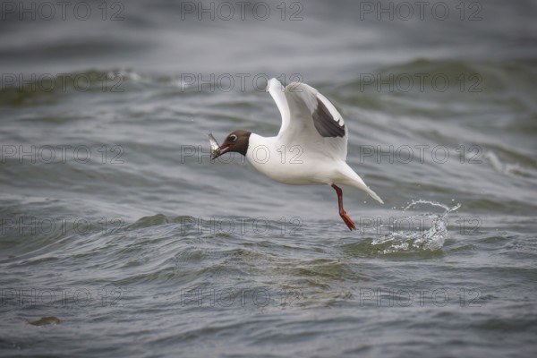 Black-headed gull (Chroicocephalus ridibundus) in summer plumage, with a small fish in its beak, near Hvide Sande, Ringkøbing Fjord, North Sea, Denmark