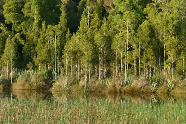 Dense green trees on the shore of a small lake with a clear reflection, Lake Mahinapua, Ruatapu, South Island, New Zealand