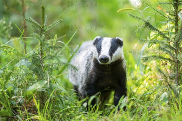 European badger (Meles meles) on a meadow, Hesse, Germany
