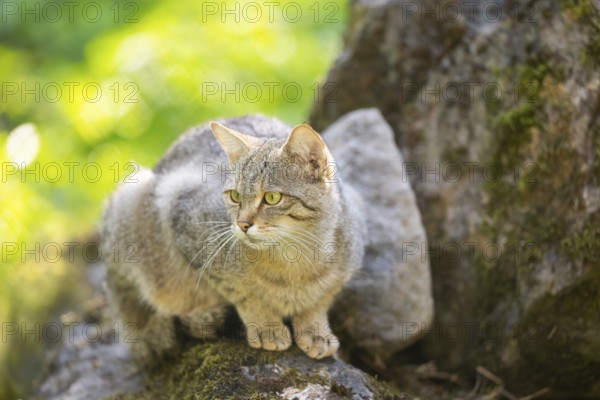 European wildcat (Felis silvestris silvestris) on rock, Hesse, Germany