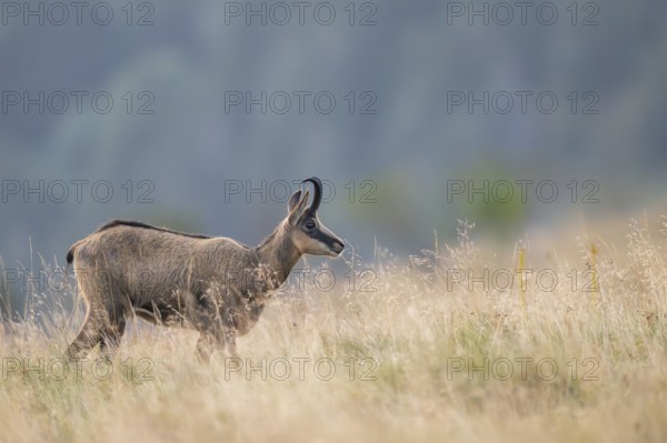 Chamois (Rupicapra rupicapra) on a meadow in the Vosges Mountains, wildlife, France