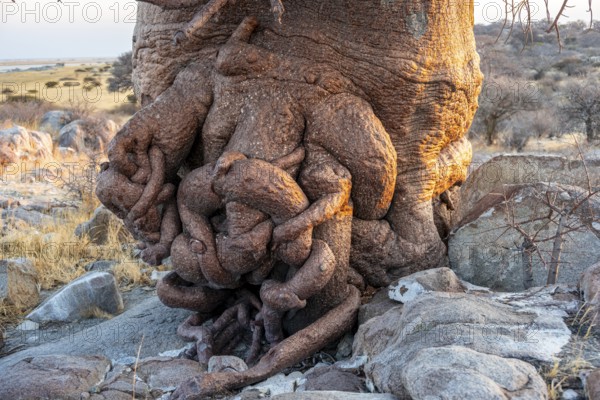 Detail, Roots of an African baobab or baobab tree (Adansonia digitata), Dry landscape, Kubu Island (Lekubu), Sowa Pan, Makgadikgadi Salt Pans, Botswana