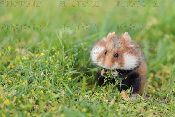 A European hamster (Cricetus cricetus) collects herbs, grass and daisies in a fresh green meadow