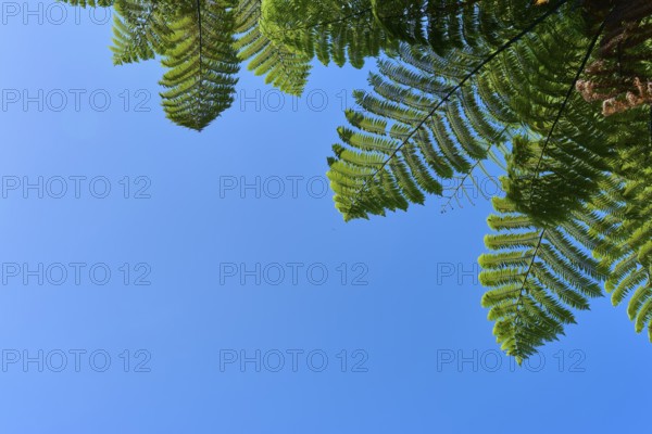 Fern leaves against a clear blue sky, representing tranquillity and nature, Te Rere o Omanawa, Omanawa Falls, Tauranga, Bay of Plenty, North Island, New Zealand