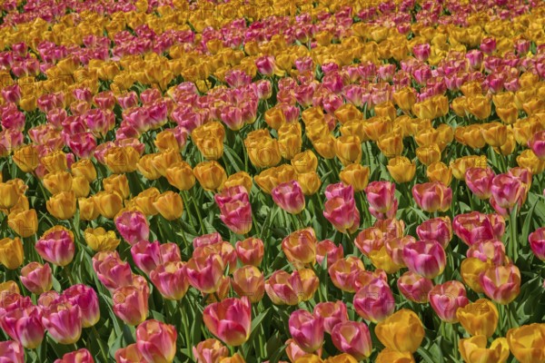 A wide field of flowers with colourful orange and pink tulips, Keukenhof, Lisse, province of South Holland, Netherlands