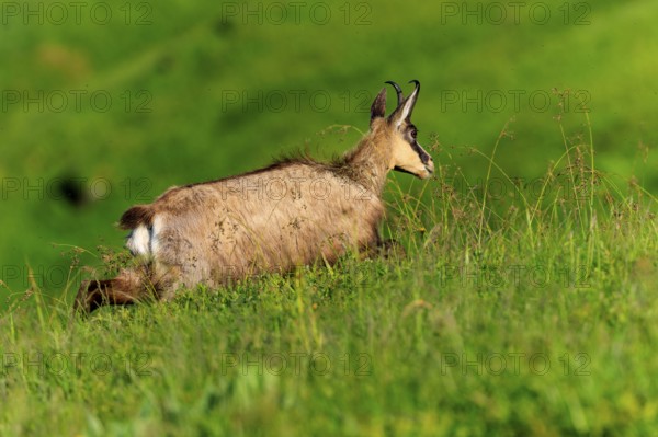 A chamois moves through the tall grass in the meadow, chamois, chamois, (Rupicapra rupicaprae), wildlife, Vosges, France
