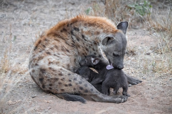 Spotted hyena (Crocuta crocuta), adult female licking young, lying down, Kruger National Park, South Africa