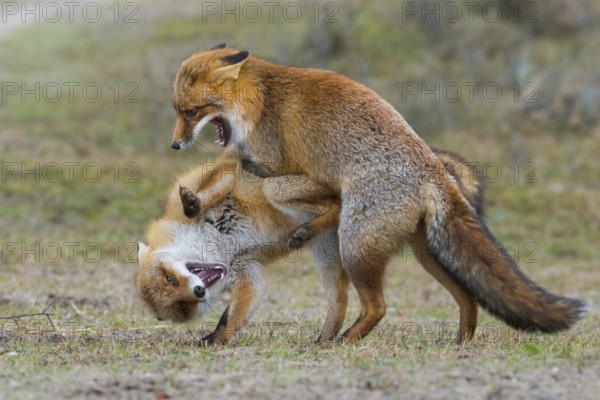 Red Fox (Vulpes vulpes) pair fighting and playing, Netherlands