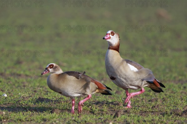 Egyptian Goose (Alopochen aegyptiaca) pair, North Rhine-Westphalia, Germany