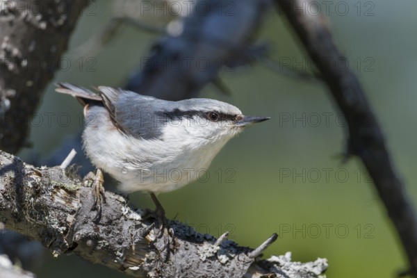 Asian Nuthatch - Kleiber - Sitta europaea ssp. asiatica, Kazakhstan, adult