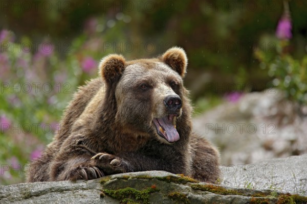 Bear with open muzzle, tongue and tooth. Portrait of brown bear, sitting on the grey stone, pink flowers at the background. Danger animal in the nature habitat, Sweden. Wildlife scene from nature
