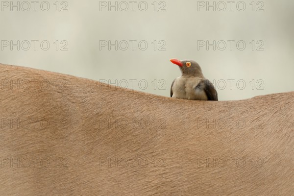 Roodsnavelossenpikker, Red-billed Oxpecker, Buphagus erythrorhyn
