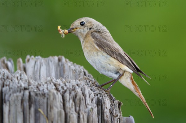 Common Redstart (Phoenicurus phoenicurus) female with feed in beak, North Rhine-Westphalia, Germany