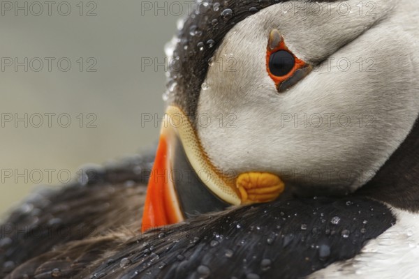 Atlantic Puffin (Fratercula arctica), Wales, United Kingdom