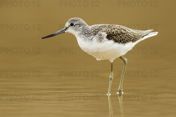 Common Greenshank (Tringa nebularia), Asturias, Spain