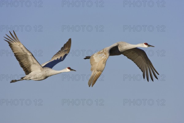 Sandhill Crane (Antigone canadensis), New Mexico, USA