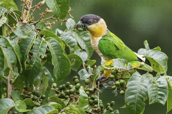 Black-headed Parrot (Pionites melanocephalus) perched on a branch in Ecuador