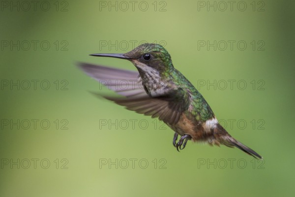 Festive Coquette (Lophornis chalybeus) flying and feeding at a flower in the Atlantic rainforest of southeast Brazil
