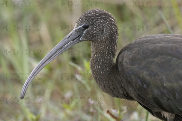 Glossy Ibis (Plegadis falcinellus), Florida, USA