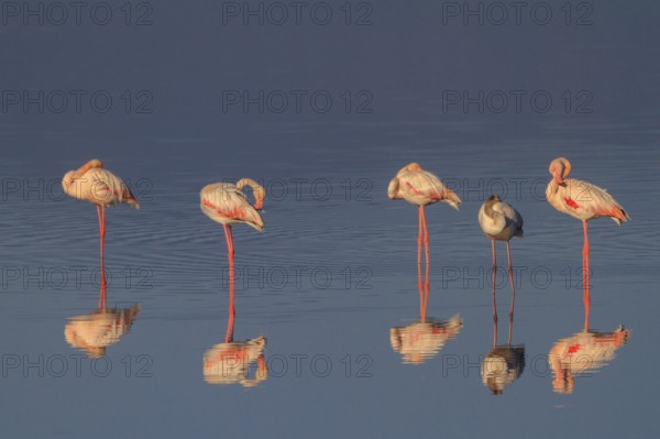 Greater Flamingo (Phoenicopterus roseus), Greece