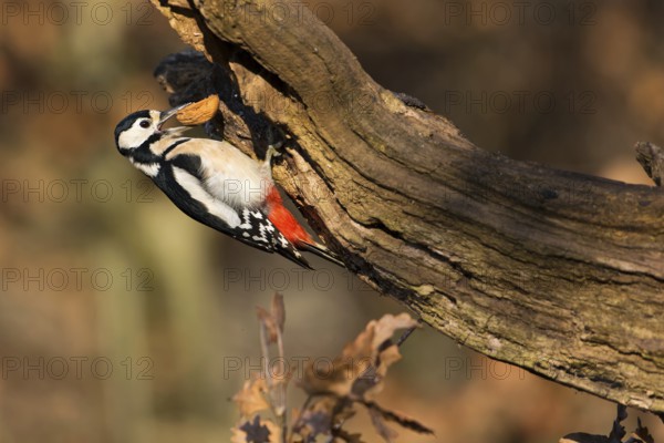 Great Spotted Woodpecker (Dendrocopos major) female, Saxony-Anhalt, Germany