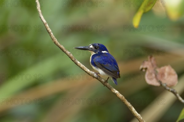 Little Kingfisher (Ceyx pusillus), Queensland, Australia