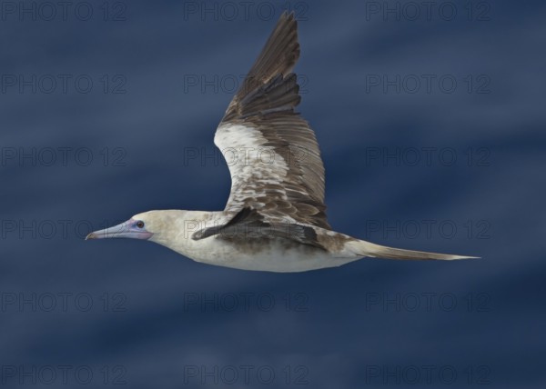 Red-footed Booby (Sula sula) flying, Northern Atlantic Ocean