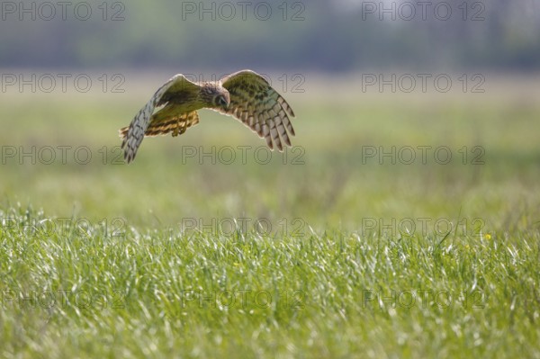 Hen Harrier (Circus cyaneus) female flying, Hungary