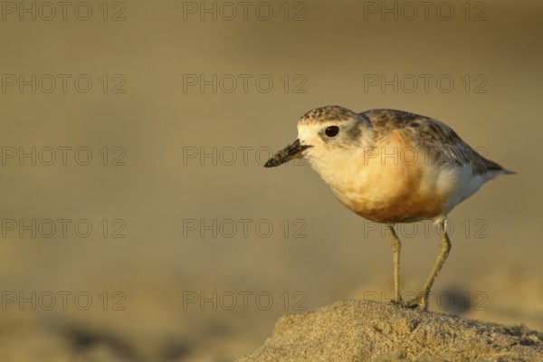 New Zealand Plover (Charadrius obscurus), Northland, North Island, New Zealand