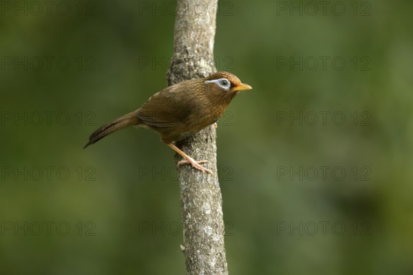 Chinese Hwamei (Garrulax canorus), Tokyo, Japan
