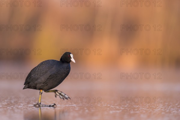 Eurasian Coot (Fulica atra) walking on frozen water, Rhineland-Palatinate, Germany