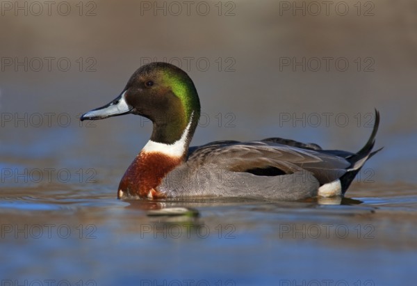 Hybrid: Northern Pintail x Mallard (Anas acuta x Anas platyrhynchos) male, British Columbia, Canada