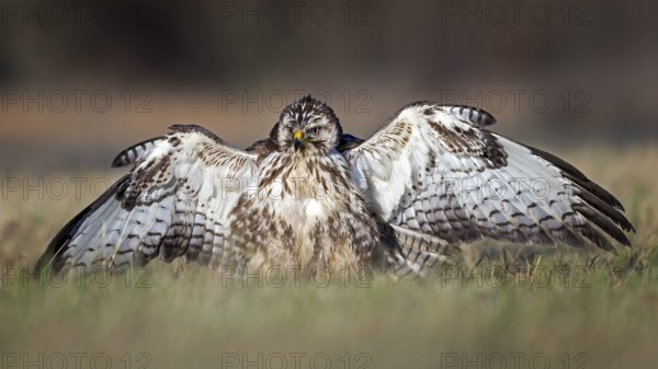 Common Buzzard (Buteo buteo) spreading wings, Saxony-Anhalt, Germany
