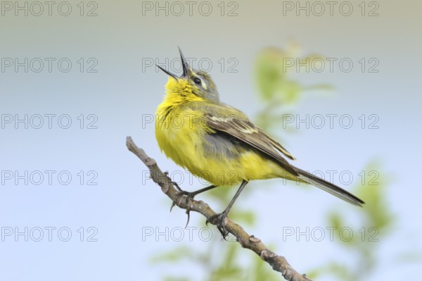 Western Yellow Wagtail (Motacilla flava) male singing, Burgenland, Austria