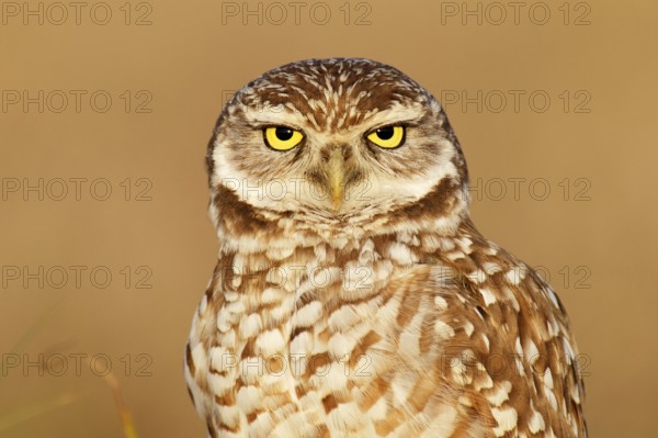 Burrowing Owl (Athene cunicularia), Florida, USA