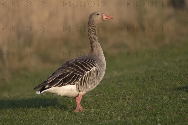 Greylag Goose (Anser anser), Schleswig-Holstein, Germany